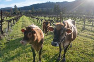 Farming for the Future at Frey Vineyards-Katrina Frey