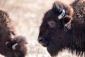 Regeneration the Land and Native Communities with Bison-photo by Erika Larsen