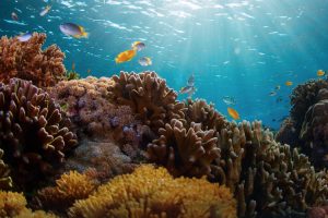 Investing in an Ocean Economy by Arturo Tabuenca Blue Marble Investments