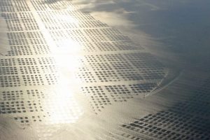 Oceans 2050 Receives Keeling Curve Prize for Pathbreaking Seaweed Carbon work