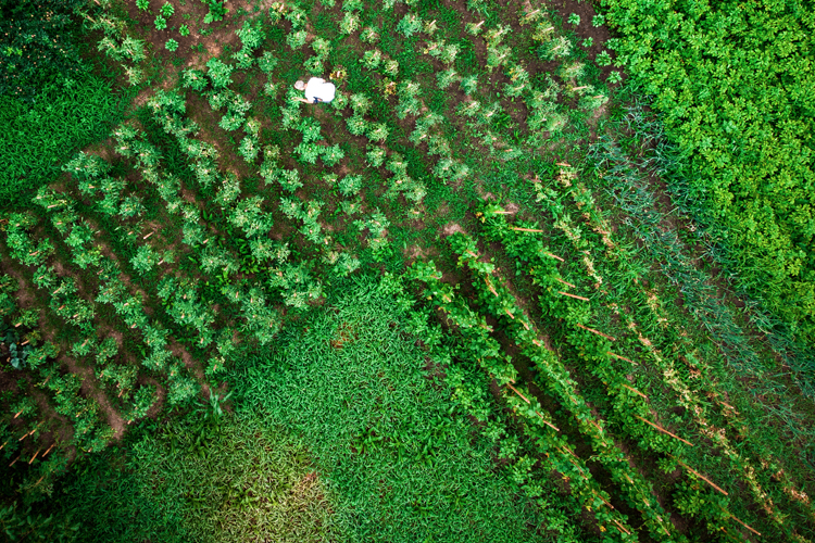Food and Ag - Finding Sustainble Solutions Old and New