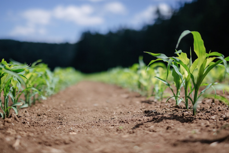 Our Healing Begins in the Soil by Jeff Tkach of Rodale Institute