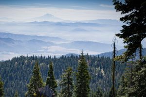 Climate-Smart Forestry from Niche to Mainstream by Bettina Van Hagen EFM