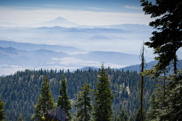 Climate-Smart Forestry from Niche to Mainstream by Bettina Van Hagen EFM