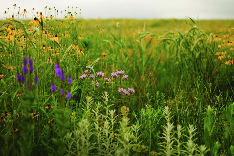 Tallgrass Institute-Connecting Investors to Indigenous Insights and Expertise by Kate Finn