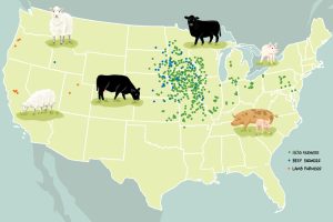 Niman Ranch’s Outsized Impact on Local Economies by Katherine Miller